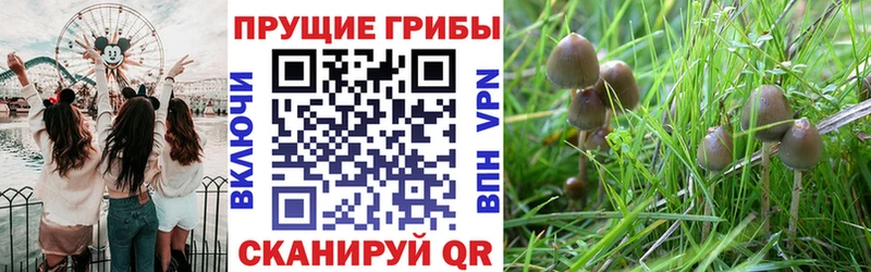 Галлюциногенные грибы GOLDEN TEACHER  Купить закладки  Новоуральск 